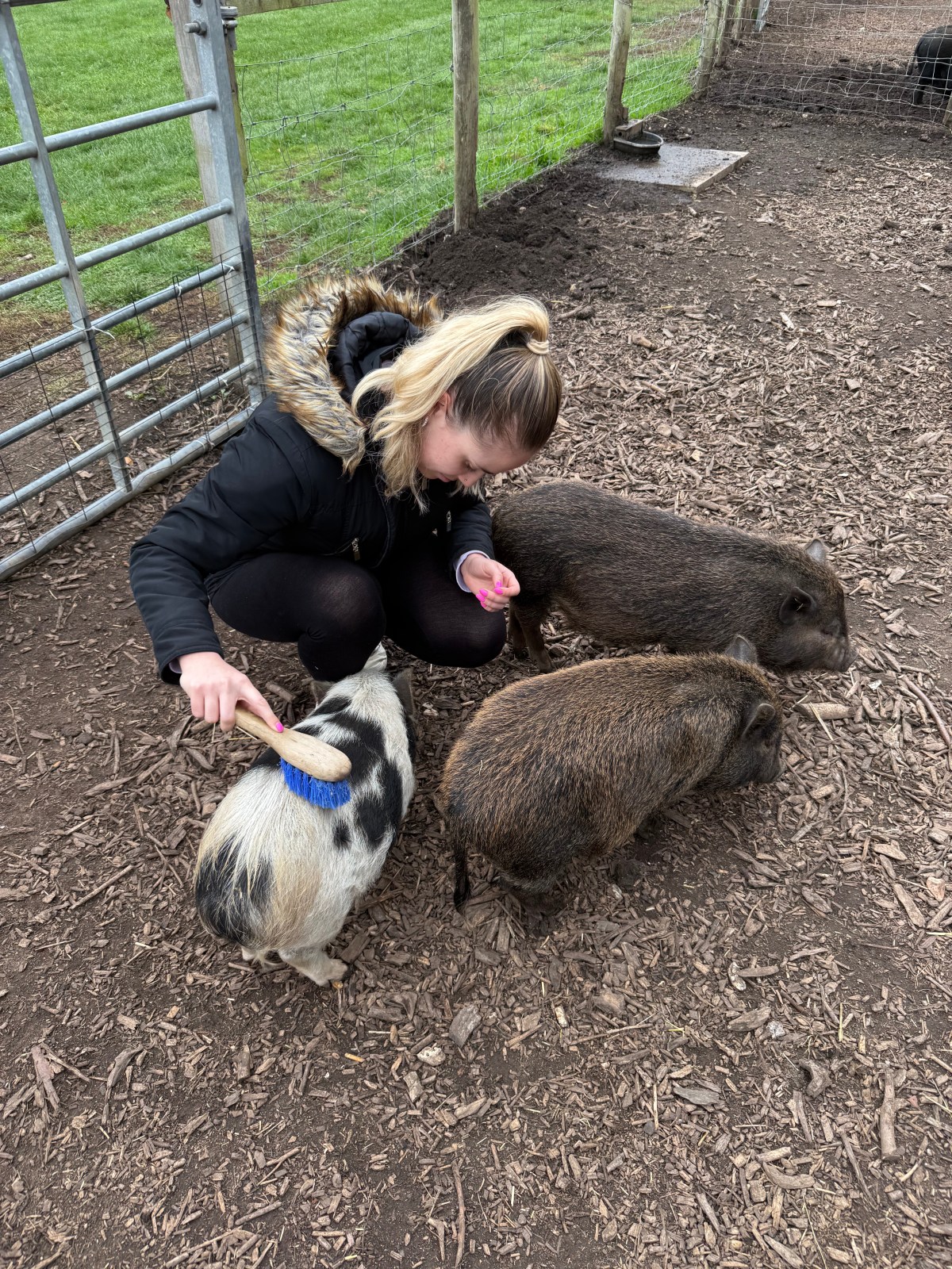 Kew Little Pigs: an adorable farm&nbsp;day